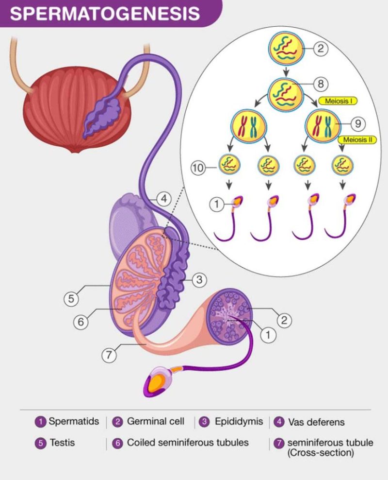 Proses Pembentukan Sperma Disebut Ypha Or Id